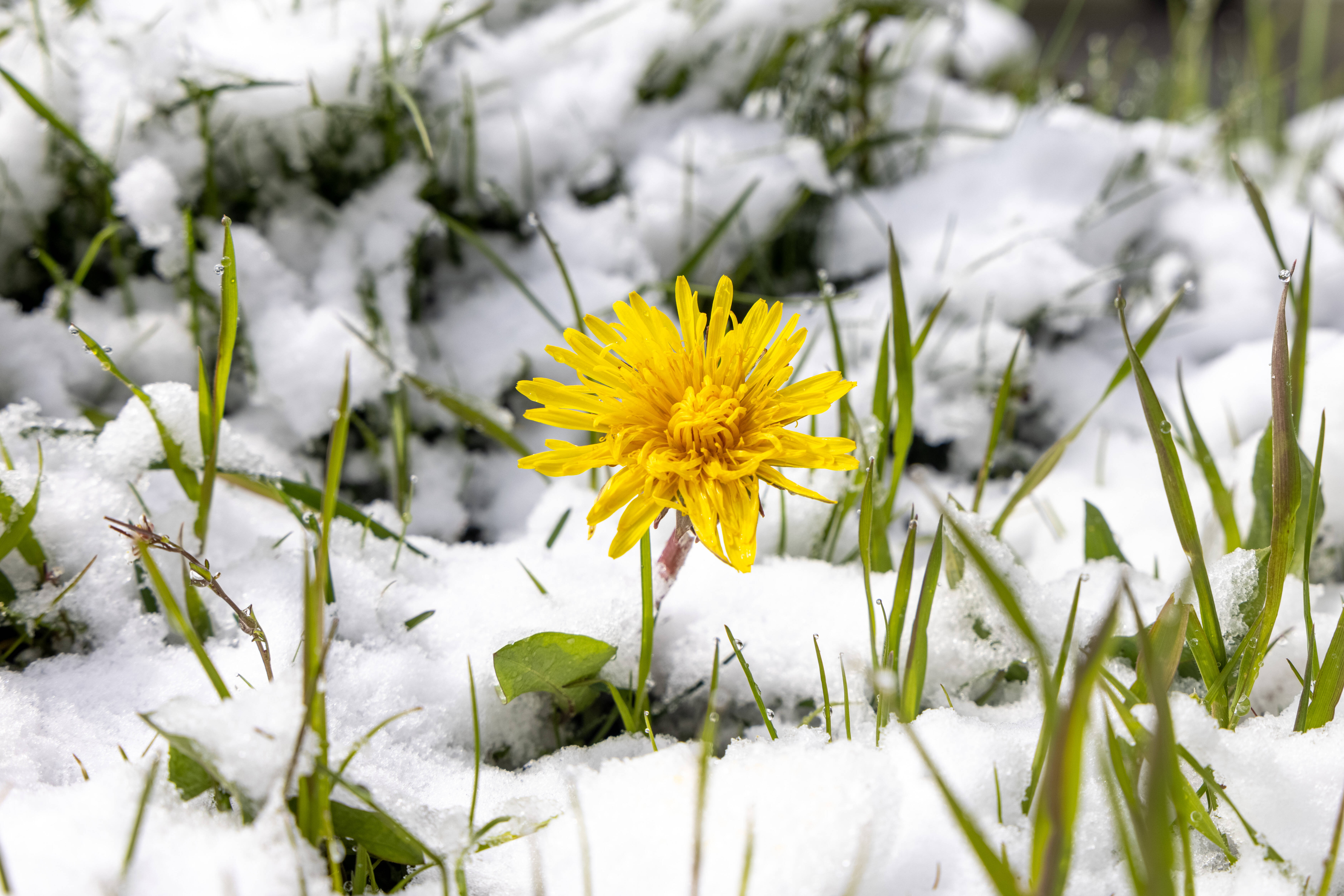 Schnee an Ostern! Wetter-Schock - Meteorologen sehen keine Chancen auf mildes Frühlingswetter!