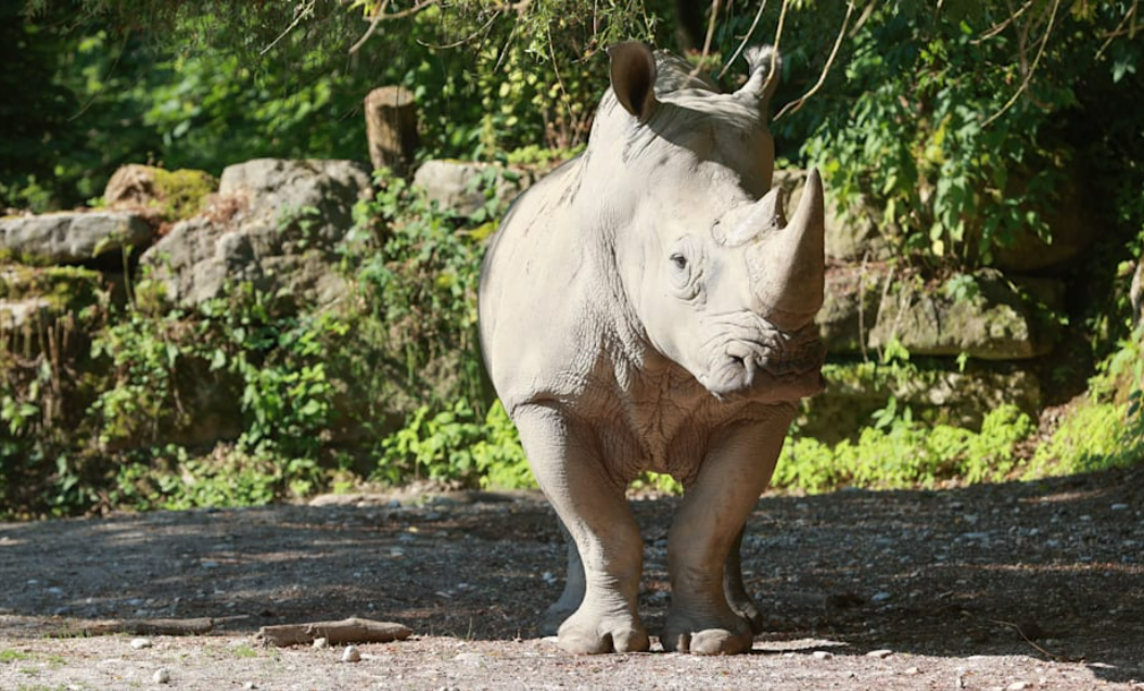 Deutsche Tierpflegerin von Nashorn im Zoogehege getötet! Drama im Wildpark!